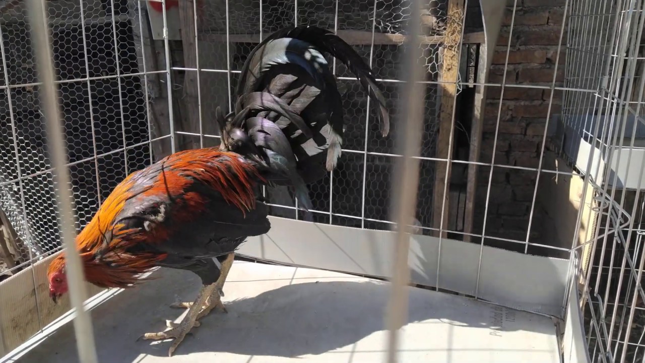 Otro de mis caballos de guerra. Gallos negros 2020 - YouTube