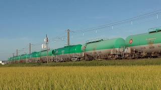 稲穂輝く白鳥信号場を行く8075レ貨物列車