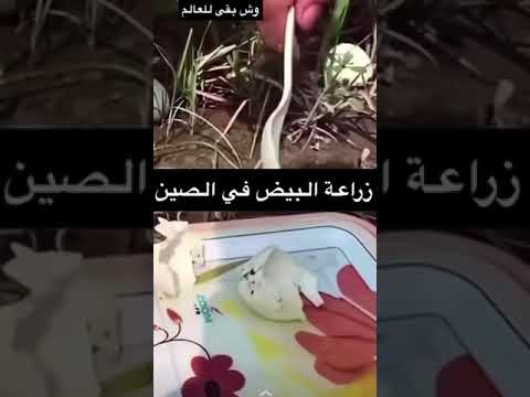 زراعة البيض في الصين صدق ولا كذب اكتبو لي في الكومنت
