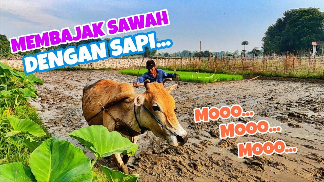  SUARA  SAPI  MEMBAJAK SAWAH MERDU SEKALI MOOO SUARA  HEWAN  