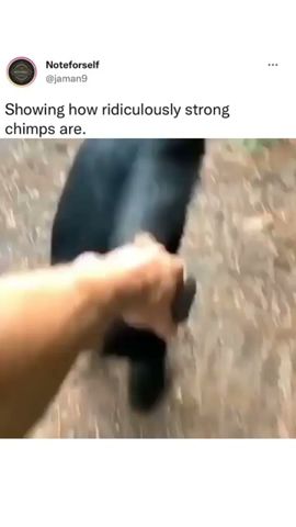 Showing How Ridiculously Strong Chimps Are 💪💪 cute funny animals 😹😹