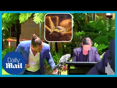 Australian animals: Moment huge huntsman spider crawls on QLD health minister Yvette D'Ath