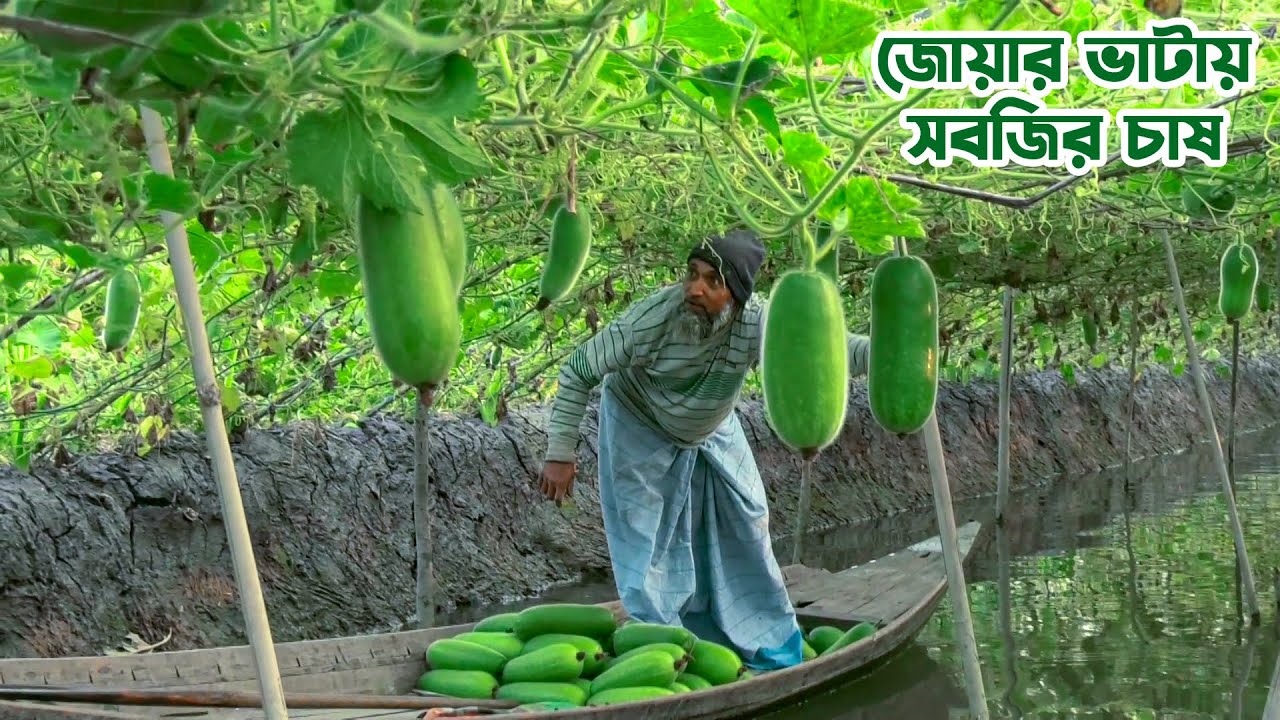 জোয়ার ভাটায় সবজি চাষ || Panorama Documentary