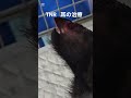 TNR#耳の治療#野良猫保護、救助#捨て猫#Stray cat rescue and protection #abandoned cats