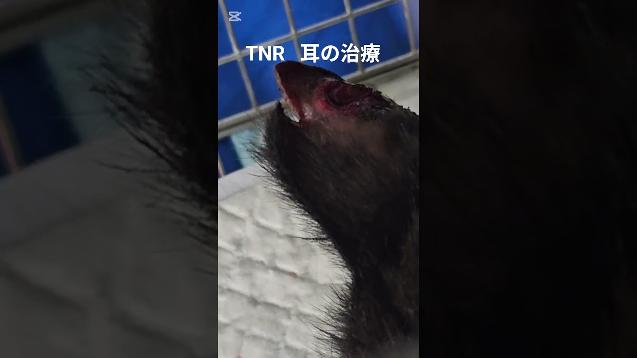 TNR#耳の治療#野良猫保護、救助#捨て猫#Stray cat rescue and protection #abandoned cats
