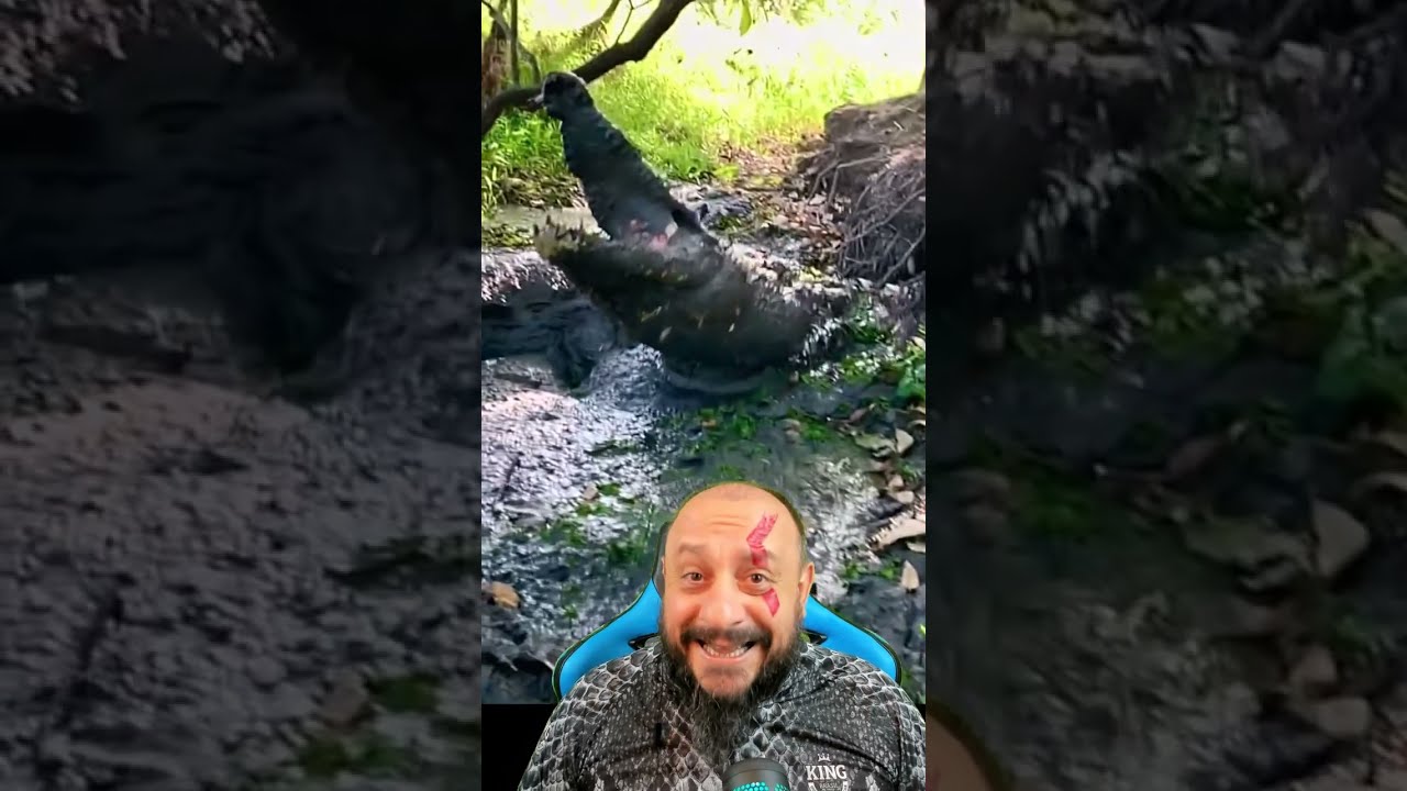 Australiano morde olho de crocodilo para se salvar #biólogohenrique #animais #selvagem