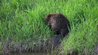 A North American Beaver eats the fresh grass of Spring, then down for a good long grooming session