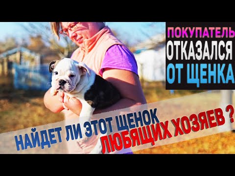 Покупатель отказался от этого щенка. Почему? Вакцинация щенка.