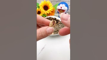 Dụng cụ tách vỏ hạt dưa, hướng dương - Sử dụng thuận tiện để giúp việc tách vỏ hạt một cách hiệu quả