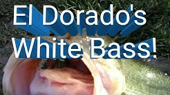 Bass Fishing El Dorado Park Scottsdale, AZ October 19, 2018 