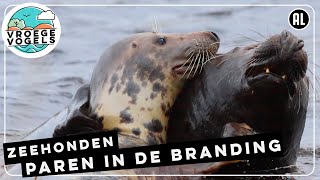 Twee grijze zeehonden paren in de branding | Zelf Geschoten | Vroege Vogels