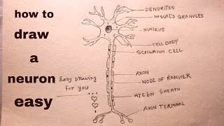 How TO Draw neuron/draw structure of neuron/neuron drawing