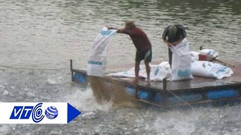 Cá, tôm “ăn đẫy” kháng sinh cấm | VTC