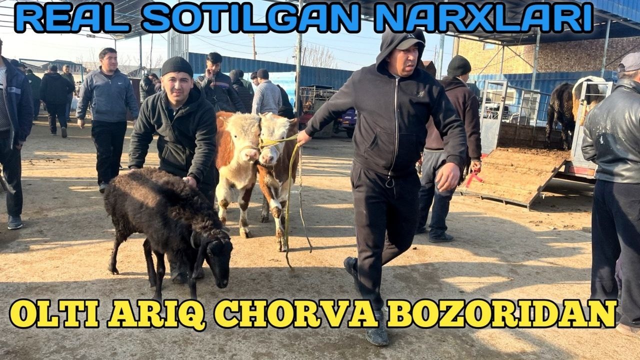 SOTILGAN VA SOTILMAGAN NARXLARI OLTI ARIQ CHORVA BOZORIDAN