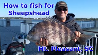 How to fish for Sheepshead