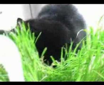Video: Behandling Af Kattesyge Hos Katte - Behandling Med Panleukopeni
