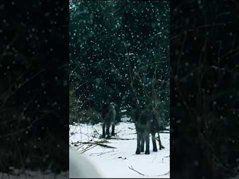ПОПАЛ В ЛОГОВО ВОЛКОВ