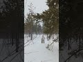 В Омске уже асфальт подсыхает, а в Покачах -9°С, снег и это классно!  #снег #тайга #ASMR #lunabike