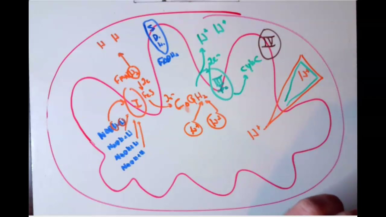 BIO300 - Week 10 Review - ETC and ATP Synthase