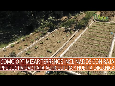 Video: Cómo cultivar hortalizas en una ladera