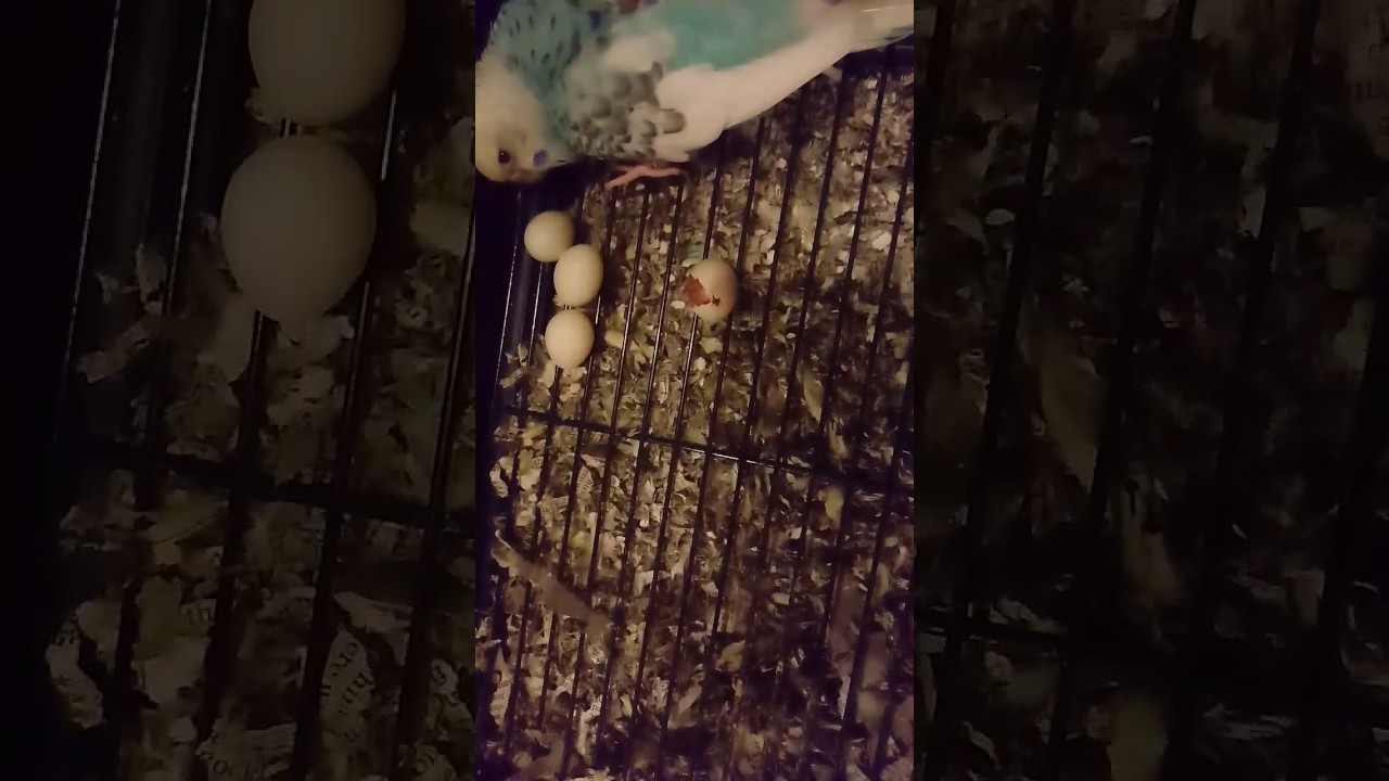 camera iphone 8 plus apk Parakeets hatching