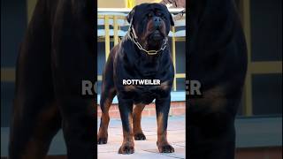 5 Dogs You Don’t Want Guarding Against You