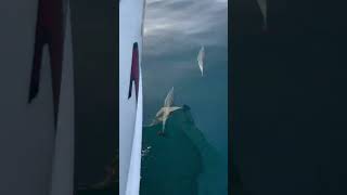 Playful Dolphins Filmed Up-Close While Riding a Bow