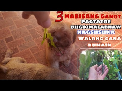 Video: Maaari Mong Magamit Ang Iyong Alagang Seguro Sa Alagang Hayop Sa Tindahan Ng Gamot?