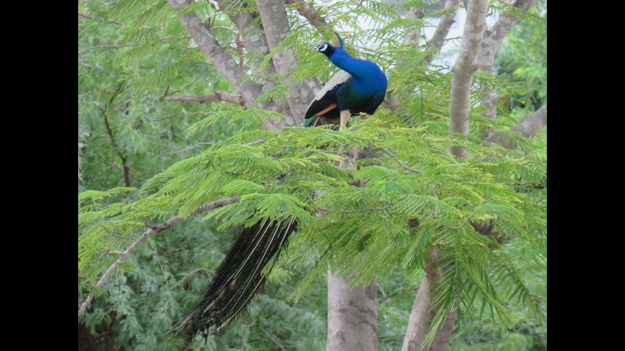 about-peacock-in-tamil-national-bird-of