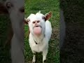 KAMBING LUCU Cute Goat Kambing
