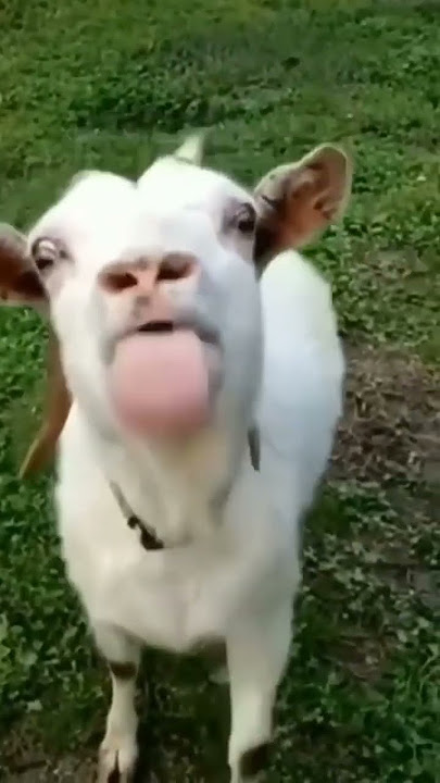 KAMBING LUCU,cute goat#kambing