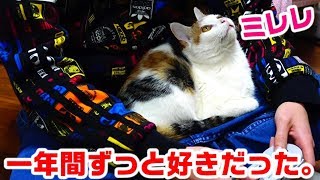 人見知りな三毛猫ミレレと柄のうるさい友人の恋の軌跡