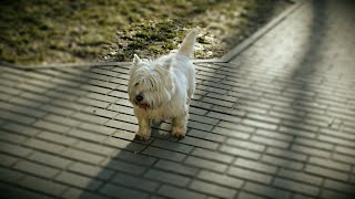 West Highland White Terrier (Westie) Bobby. The longawaited sun