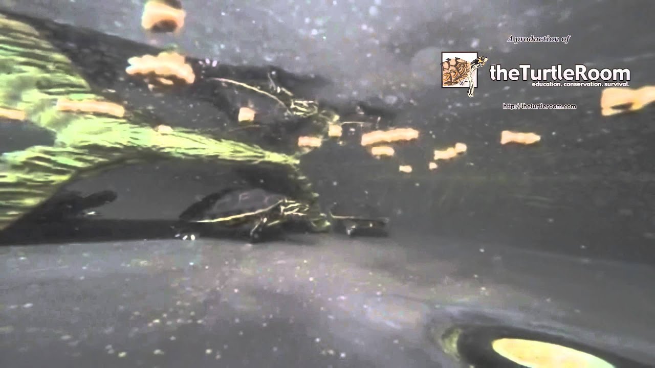 GoPro Chicken Turtles - YouTube
