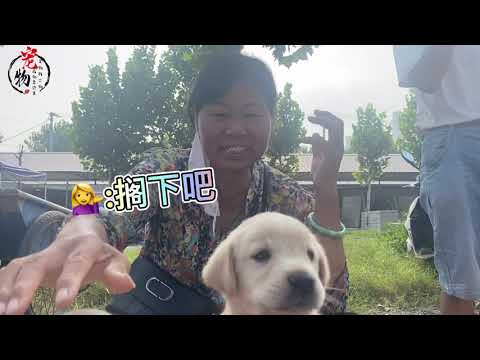 200左右价格你会选金毛还是拉布拉多
