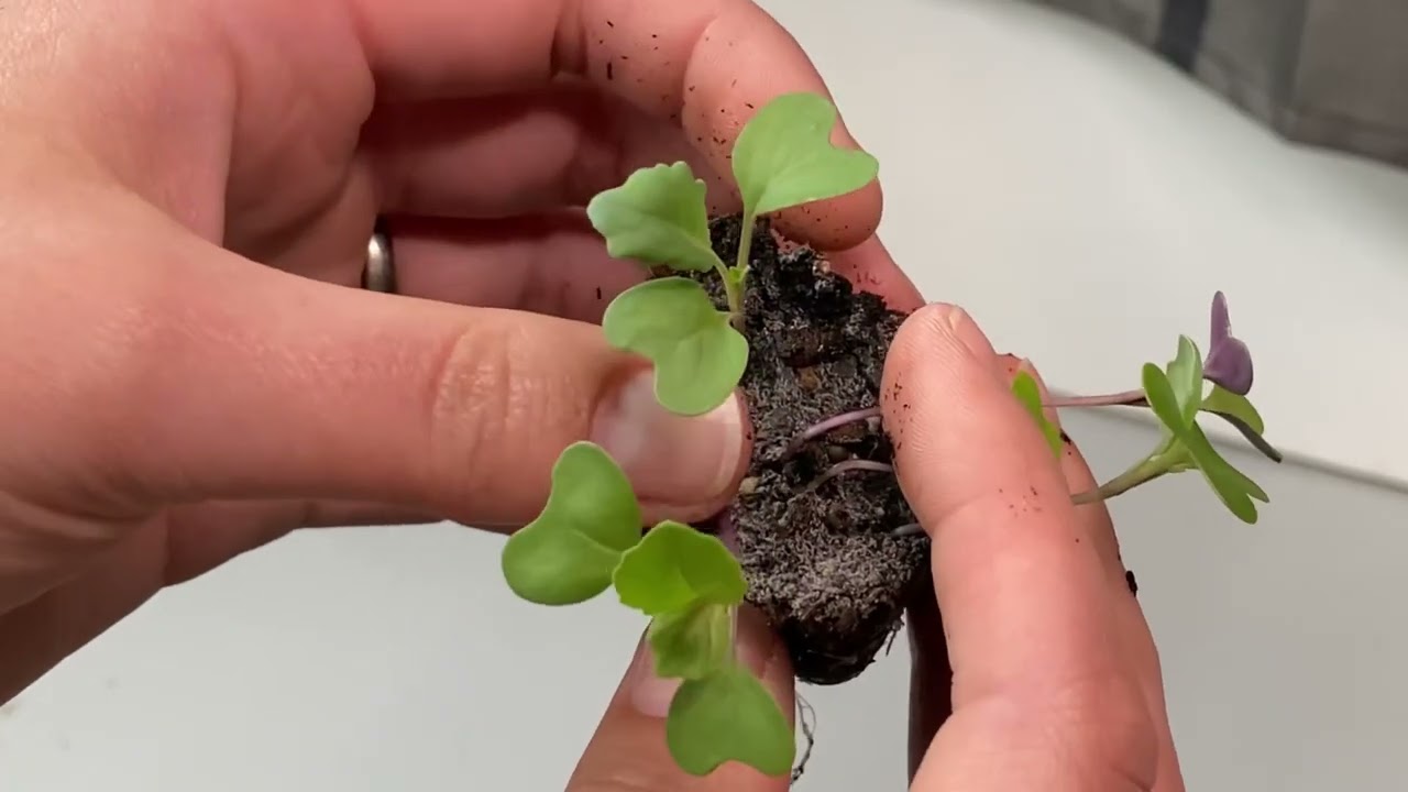 Up Potting the Seedlings The Why and The How YouTube