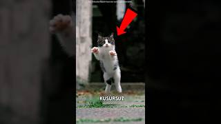 Yaramaz Kedi Modellik Yaptı 📸😻
