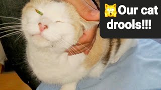 Our Cat Drools!  Does your cat drool?