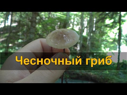 ЧЕСНОЧНЫЙ ГРИБ - лесной заменитель чеснока (чесночник)