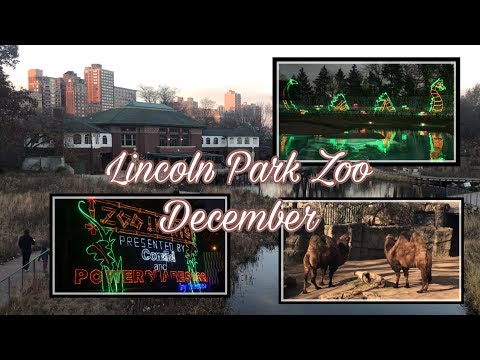 Video: Lumini la Lincoln Park Zoo: Crăciun în Chicago