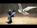 Snowy Owl Fights Raven In A Big Battale- Who Is The Best?