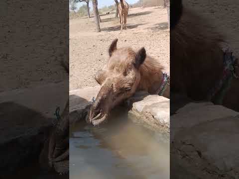 العطشانة تشرب من الناظور القديم بلهفة الصبر