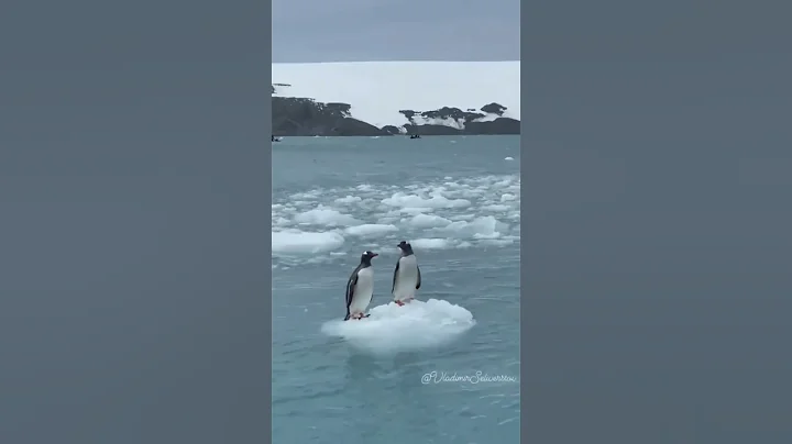 Gentoo Penguins on a small piece of ice in Antarctica 🧊🐧