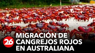 migracion-de-cangrejos-rojos-en-isla-australiana