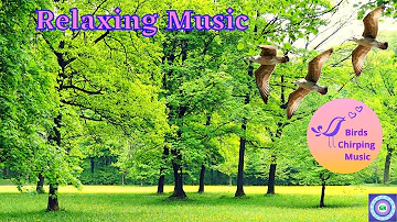 Bird Chirping Sound With Soft Piano Melody