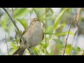 Пеночка теньковка   Phylloscopus collybita