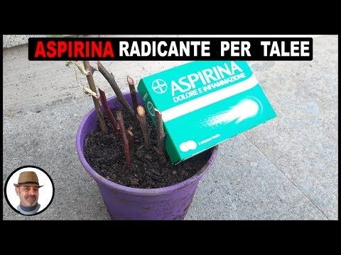 Video: I protea possono crescere da talee?