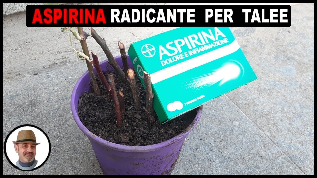 Sfagno Cileno in Fibre: Substrato per Orchidee, Bonsai