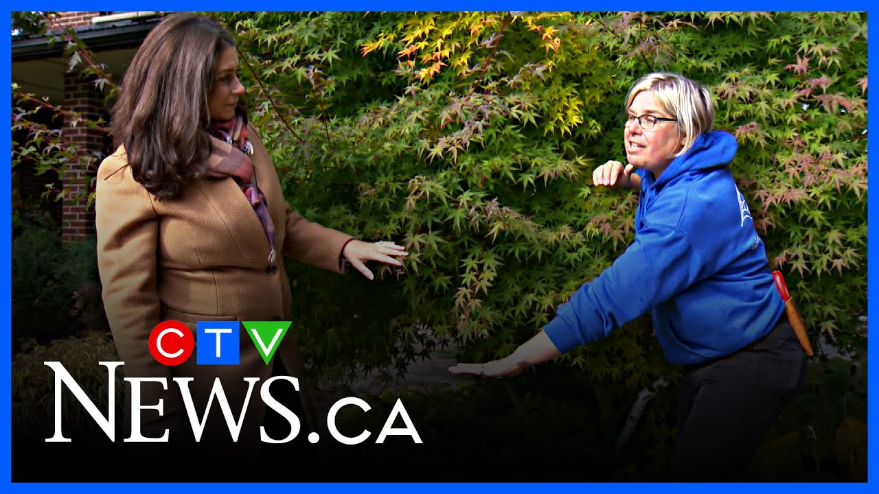 Get Growing: Protecting broadleaf evergreens