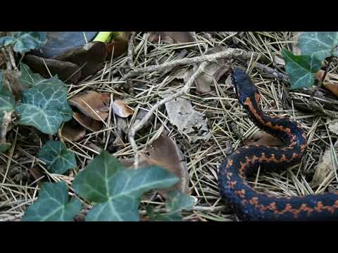 როგორ ვიცნოთ კავკასიური გველგესლა?